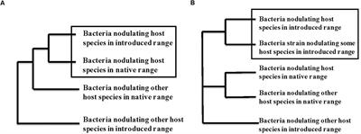 Phylogeography of the Bradyrhizobium spp. Associated With Peanut, Arachis hypogaea: Fellow Travelers or New Associations?